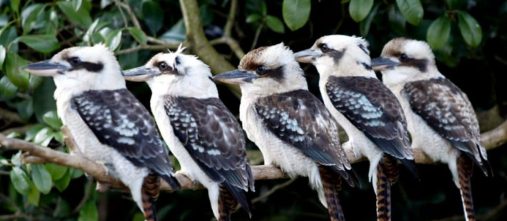 a-sangha-of-kookaburras-1-1200x600