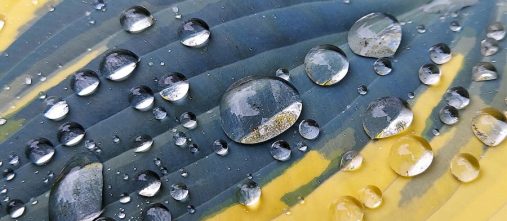droplets on leaf_crop Marc