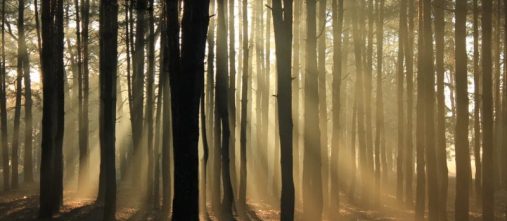 light-trees