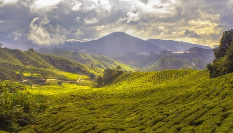 tea-plantation