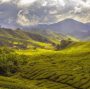 tea-plantation