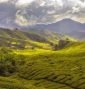 tea-plantation tea-plantation