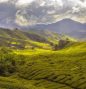 tea-plantation