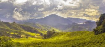 tea-plantation