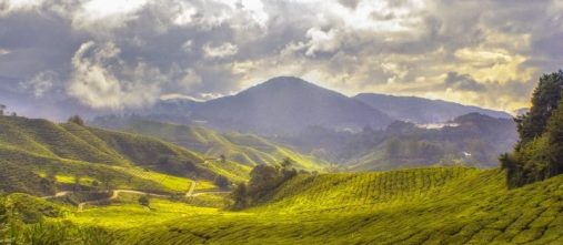 tea-plantation