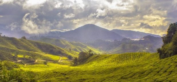 tea-plantation