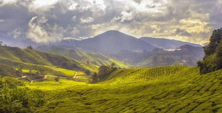 tea-plantation
